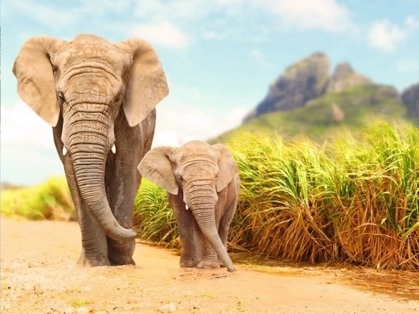 Sudafrica, safari emozionanti tra savane, animali selvatici e natura incontaminata.