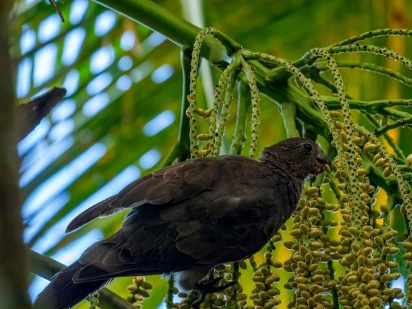 Pappagallo nero delle Seychelles (Coracopsis barkly), noto come Kato Nwar, fotografato su Praslin