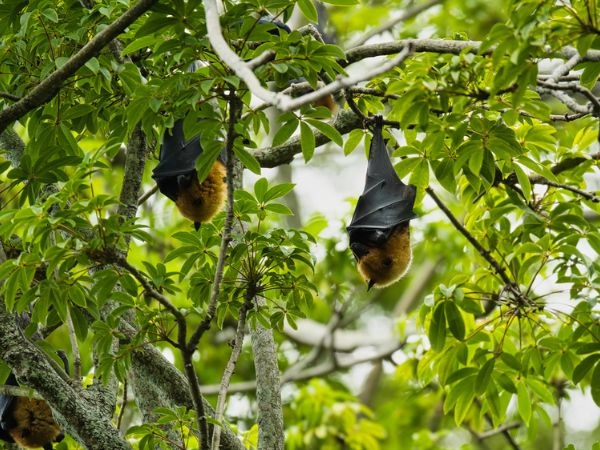 Pipistrelli della frutta che consegnano all'interno del giardino botanico nell'albero di cotone, Mahe Seychelles
