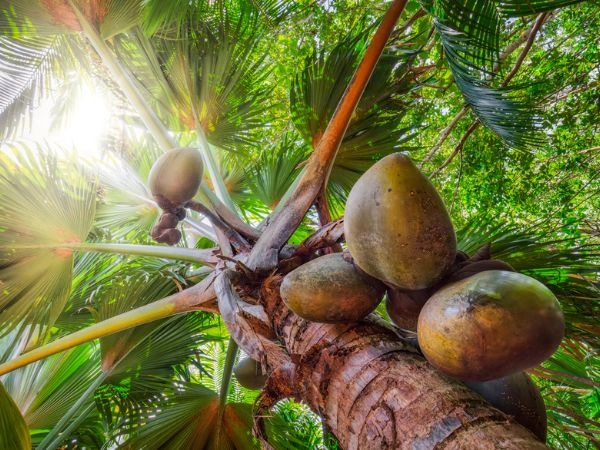 Specie edemica di cocco denominata Coco De Mer ( Lodoicea , cocco di mare , Lodoicea maldivica ) una palma tropicale nella riserva naturale Vallee de Mai, Seychelles, Praslin