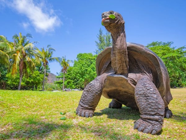 Tartaruga gigante aldabra selvatica (Aldabrachelys gigantea) sull'isola delle tartarughe Curious, isola delle Seychelles