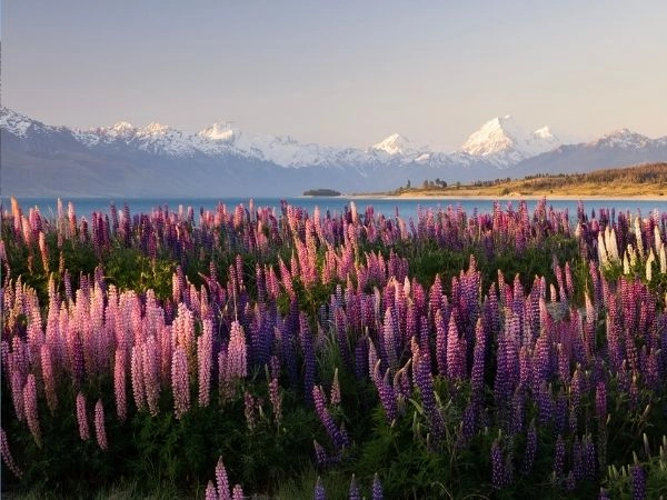 Viaggio in Nuova Zelanda tra natura, avventura e paesaggi spettacolari