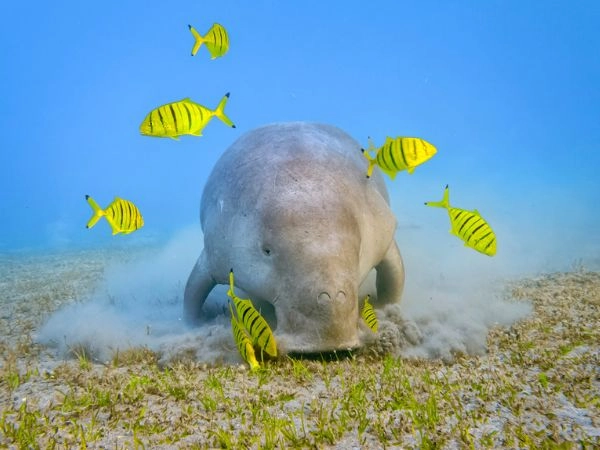 Dugongo maschio e trevally dorato (Gnathanodon speciosus) che si nutrono di fondali di alghe nel Mar Rosso - Marsa Alam - Egitto 