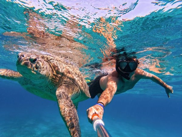 Snorkel nuota con la tartaruga marina verde, Marsa Alam, Egitto
