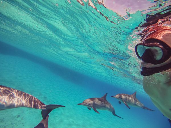 Marsa Alam delfini