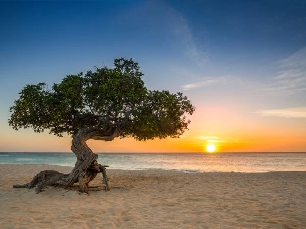 Assurto a simbolo botanico di Aruba è l’Albero divi-divi