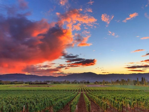 Napa Valley paese del vino della California campo raccolto per Winery Vineyard