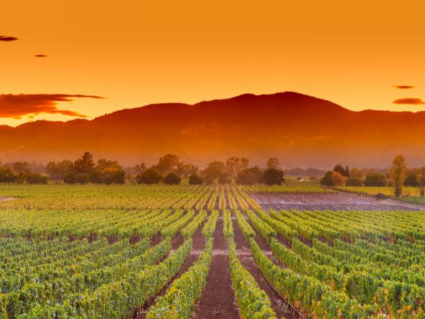 Napa Valley
