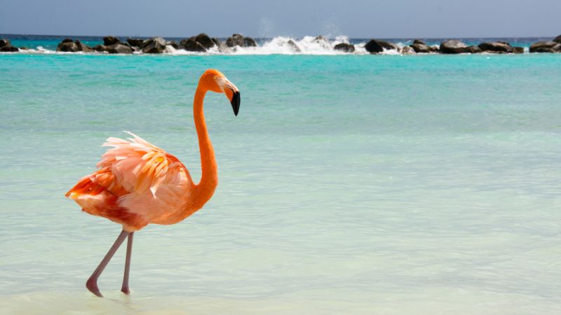 Vacanze Aruba: regalati un “buenretiro”
