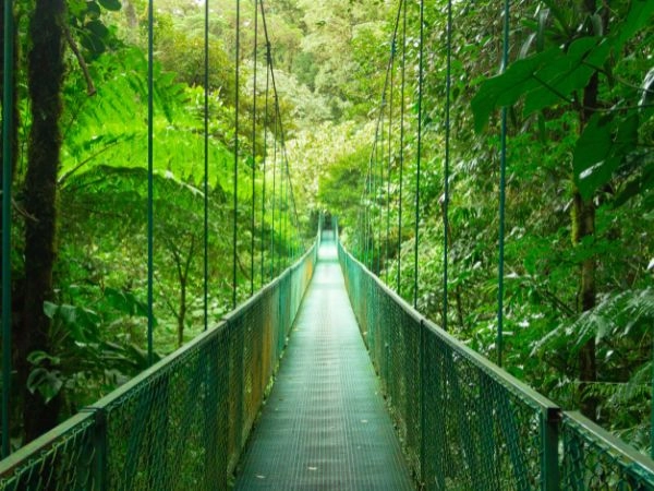 Foresta pluviale di Monteverde, Costa Rica 