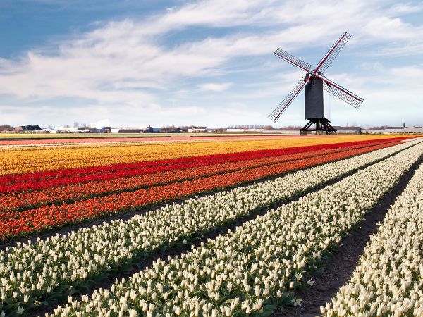 crociere di primavera parco dei Tulipani e Fiandre
