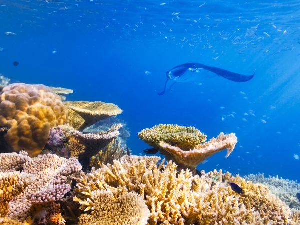 Esplorare la vita sottomarina alle Maldive