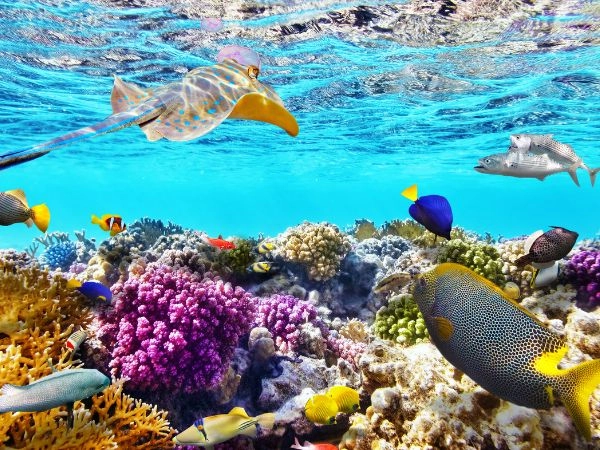 Mondo subacqueo di coralli e pesci tropicali