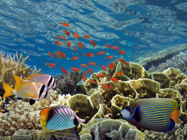 Maldive