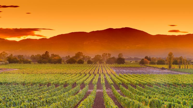Freschi sposi in California nell’abbraccio di Napa Valley!