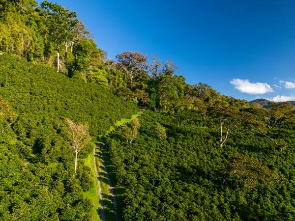 Piantagione di caffè biologico nelle montagne di Panama, altopiani di Chiriqui, Panama