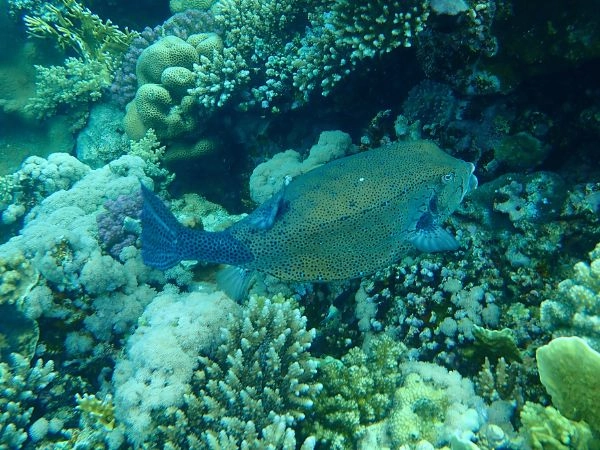 Nabq Bay per appassionati di snorkeling e diving