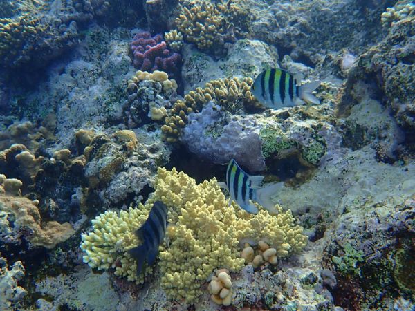 Nabq Bay