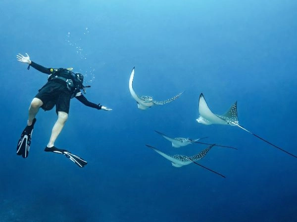 Esplorare la vita marina durante una vacanza esotica alle Maldive