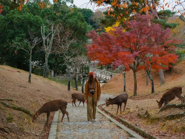 Incontrar i cervi sika nella foresta di Nara, in giappone in autunno