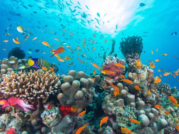 barriera corallina in acque oceaniche azzurre di maldive