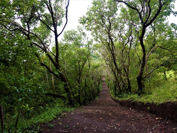 Passare per il bellissimo sentiero con alberi nella Riserva di Curi Cancha