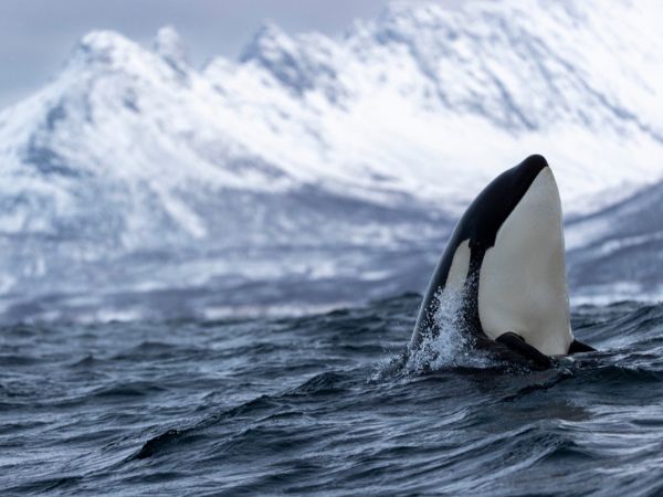 Osservazione delle balene a Tromsø