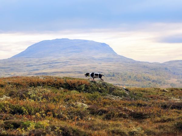Korvatunturi