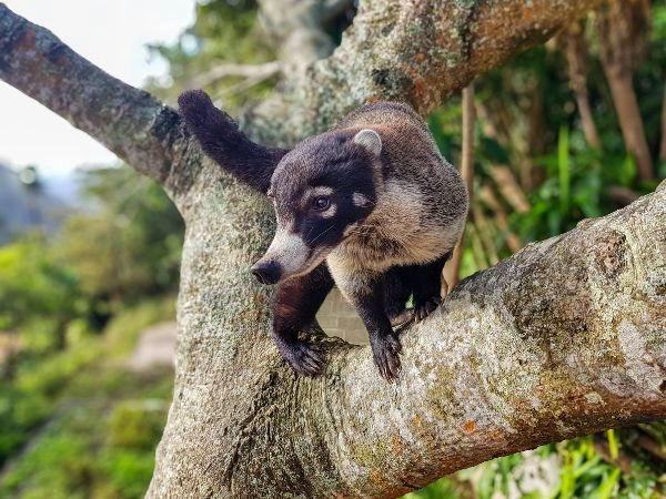 Vedere Nasua narica, noto come coatimundi. Montagne di Santa Elena, Costa Rica fauna selvatica