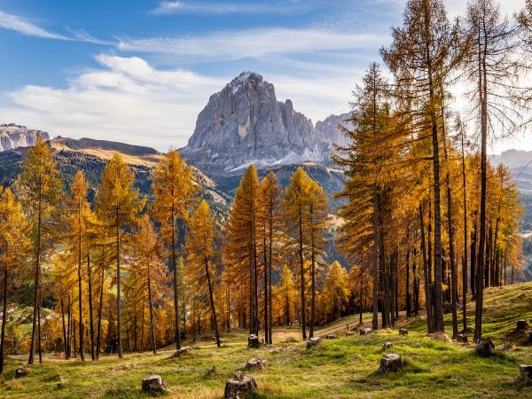 scoprire le sfumature della natura del foliage