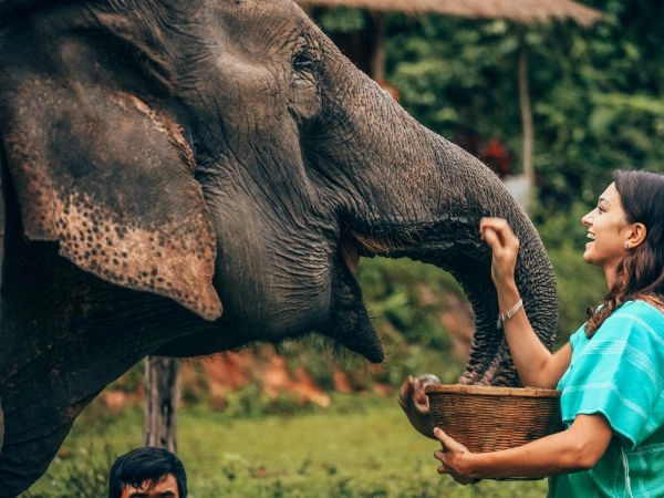 Elephant World è un'organizzazione senza scopo di lucro che si prende cura di questi animali