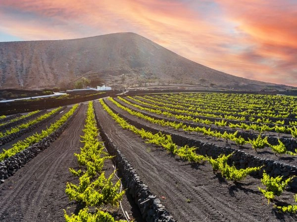 La regione La Geria di Lanzarote è la zona dove si trovano i vigneti e le cantine