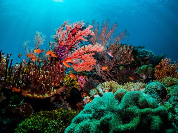 Scena corallina colorata sott'acqua con pesci e subacquei