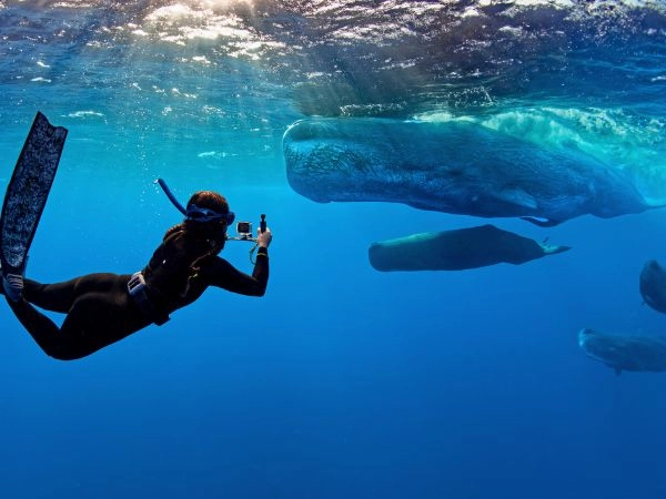 Oservare u gruppo di capodogli (Physeter macrocephalus) e apneista (Oceano Indiano meridionale) Mauritius 