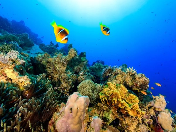 Pesce e corallo Laguna di Moorea Polinesia francese