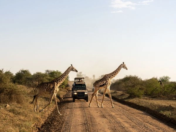 Safari nelle pianure della savana del Parco Nazionale del Serengeti, in Tanzania