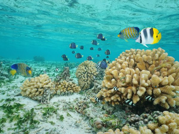 Moorea