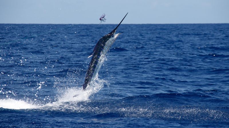 Torneo Internazionale di Pesca al Marlin Ernest Hemingway Cuba