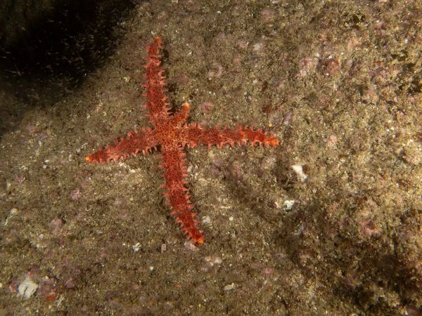 Una stella marina di Bradley (Mithrodia bradleyi) in Baja California, Messico