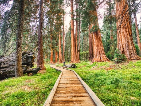 Visitare gli enormi e imponenti alberi del Sequoia National Park