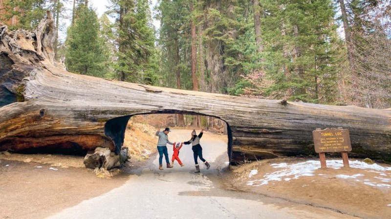 sequoia national park stati uniti west coast
