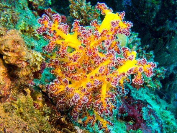 Coralli ramificati sono tra le specie più comuni alle Maldive