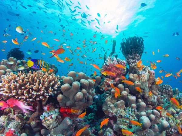 Esplorare la barriera corallina delle Maldive