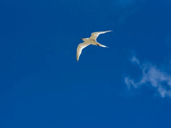 Il Fetonte Codabianca è un uccello marino dalle caratteristiche sorprendenti