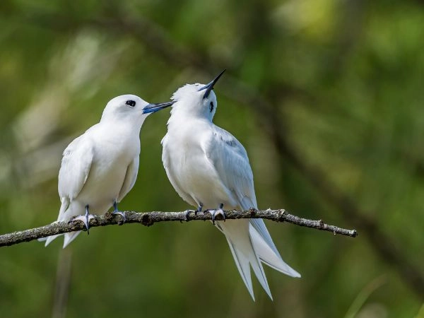 La Sterna Bianca si distingue in volo per la nettezza del suo appuntito becco nero
