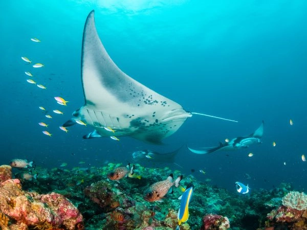 Le mante sono animali marini affascinanti