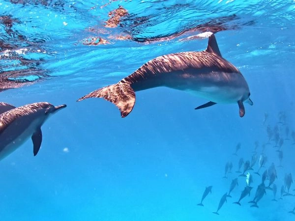 Le specie di delfini avvistabili alle maldive sono molte