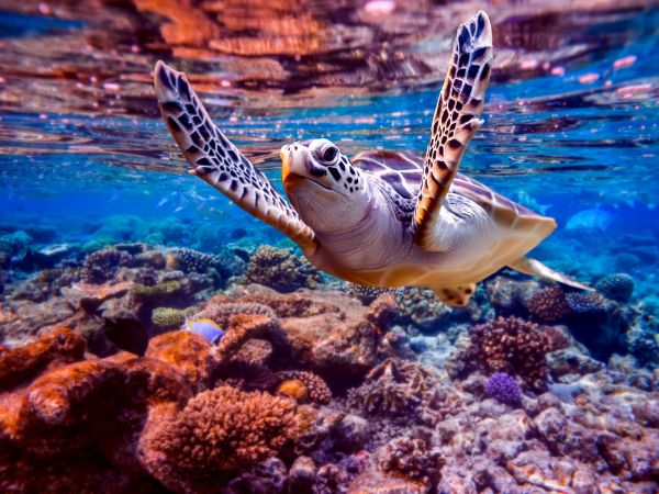 Le tartarughe marine svolgono un ruolo importante negli ecosistemi marini