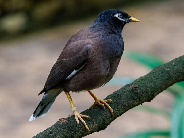 Maina Comune è mosso nella consistenza e variegato nei colori