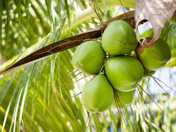 la palma da cocco è l'albero nazionale delle Maldive